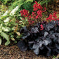 Black Forest Cake Heuchera used as edging along pathways, adding elegance to the garden