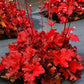 Greenwood Nursery Forever Red Heuchera Available in Pint Pots"