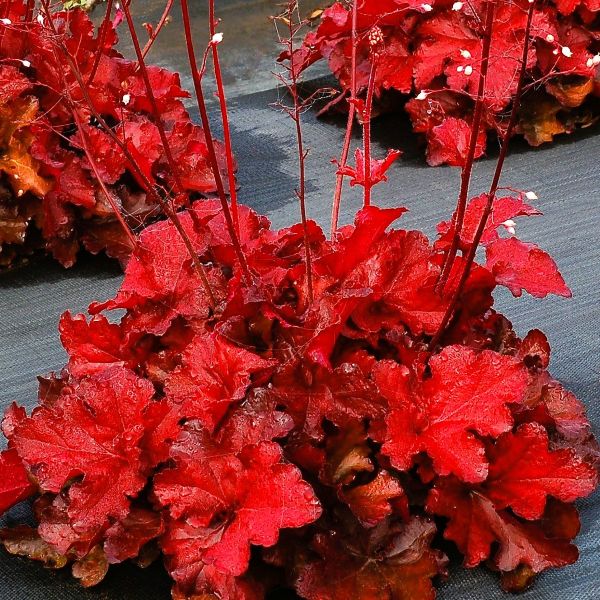 Greenwood Nursery Forever Red Heuchera Available in Pint Pots"