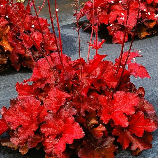 Greenwood Nursery Forever Red Heuchera Available in Pint Pots"