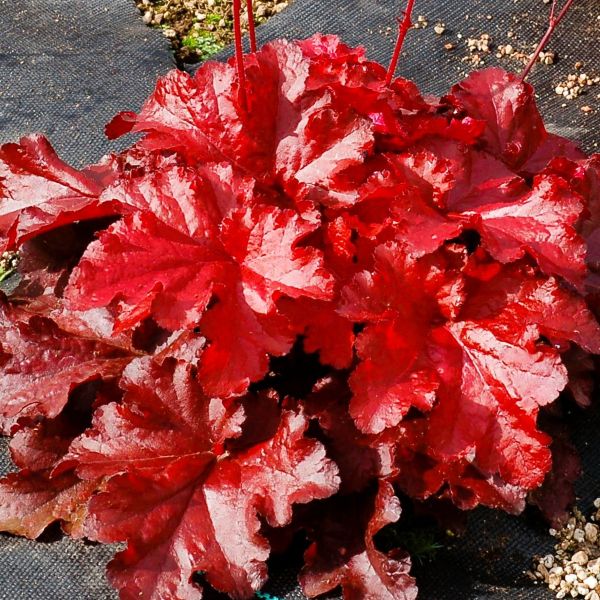 Greenwood Nursery Forever Red Heuchera Available in Pint Pots"