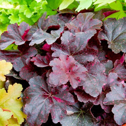Midnight Rose Heuchera with black leaves and pink spots