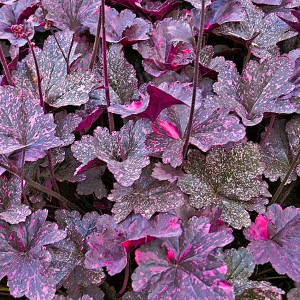 Midnight Rose Heuchera