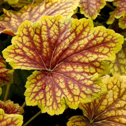 Red Lightning Heuchera with bright golden leaves and red veining in a compact mound