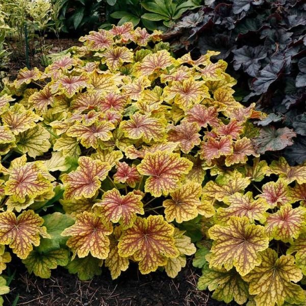 Variegated leaf plants with yellow, pink, and green colors in a garden setting. Red Lightning Heuchera with bright golden leaves and red veining in a compact mound