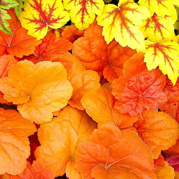 "Southern Comfort Heuchera with Cinnamon Peach, Copper, and Amber Foliage"