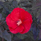Hibiscus Midnight Marvel - Pint Pot - 1 Plant