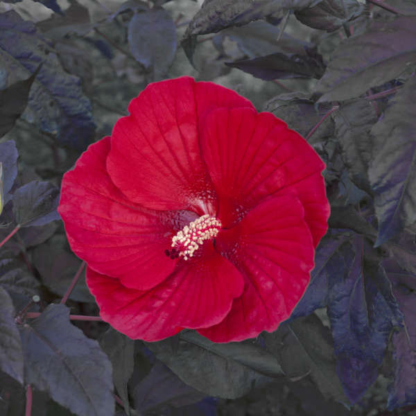 Hibiscus Midnight Marvel - Pint Pot - 1 Plant