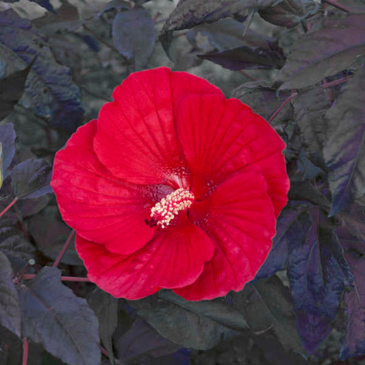 Hibiscus Midnight Marvel - Pint Pot - 1 Plant