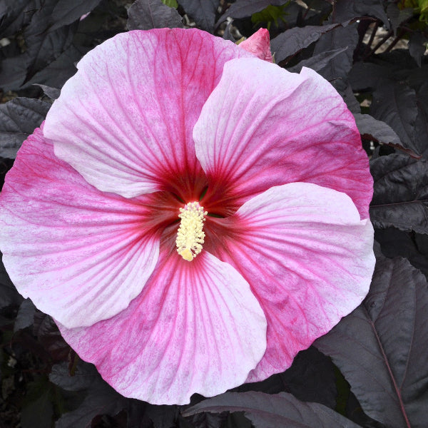 Close-up of Starry Starry Night Hibiscus's massive white and pink blooms