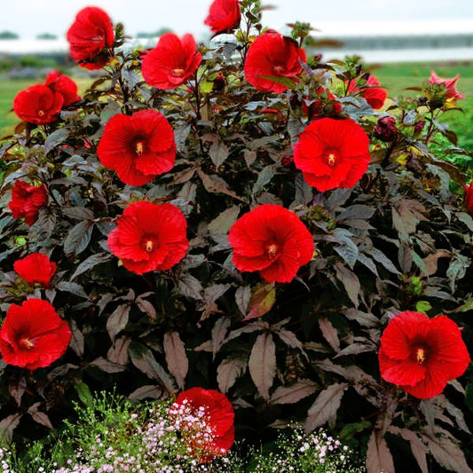 Hibiscus Midnight Marvel - Pint Pot - 1 Plant