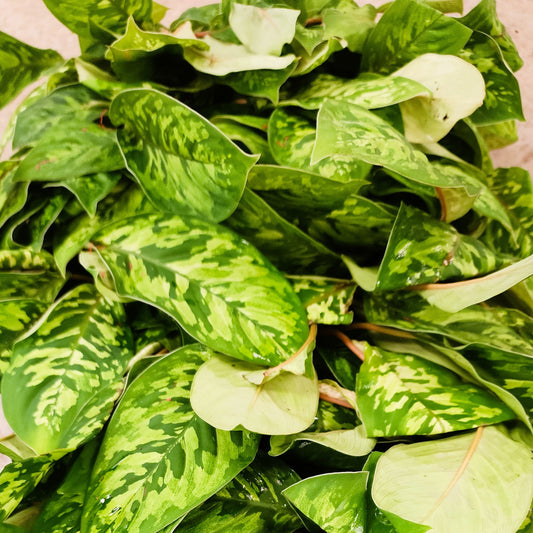 Easy-care Homalomena ‘Camouflage’ plant, a pet-safe indoor foliage option from Greenwood Nursery