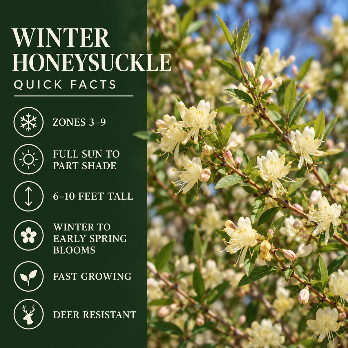 Quick Facts: Winter Honeysuckle quick facts showing zones 3–9, sun to partial shade, 6–10-foot height, winter-to-spring blooms, fast growth, and deer resistance.