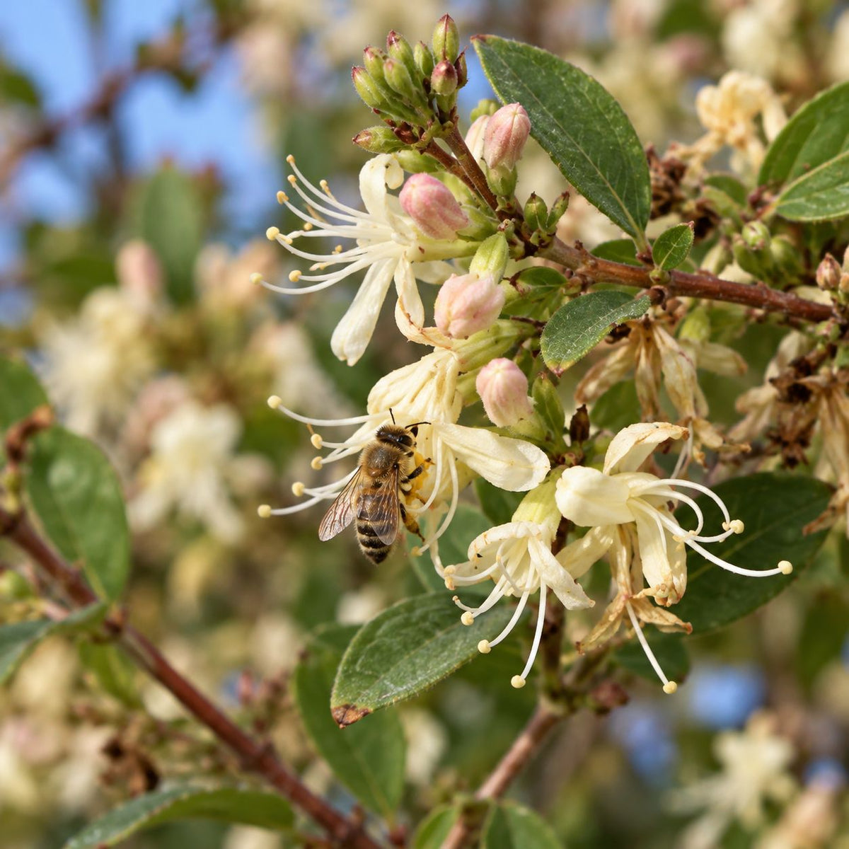 Botanical Detail: Honeybee visiting fragrant cream-white Winter Honeysuckle flowers with pink buds and prominent stamens.