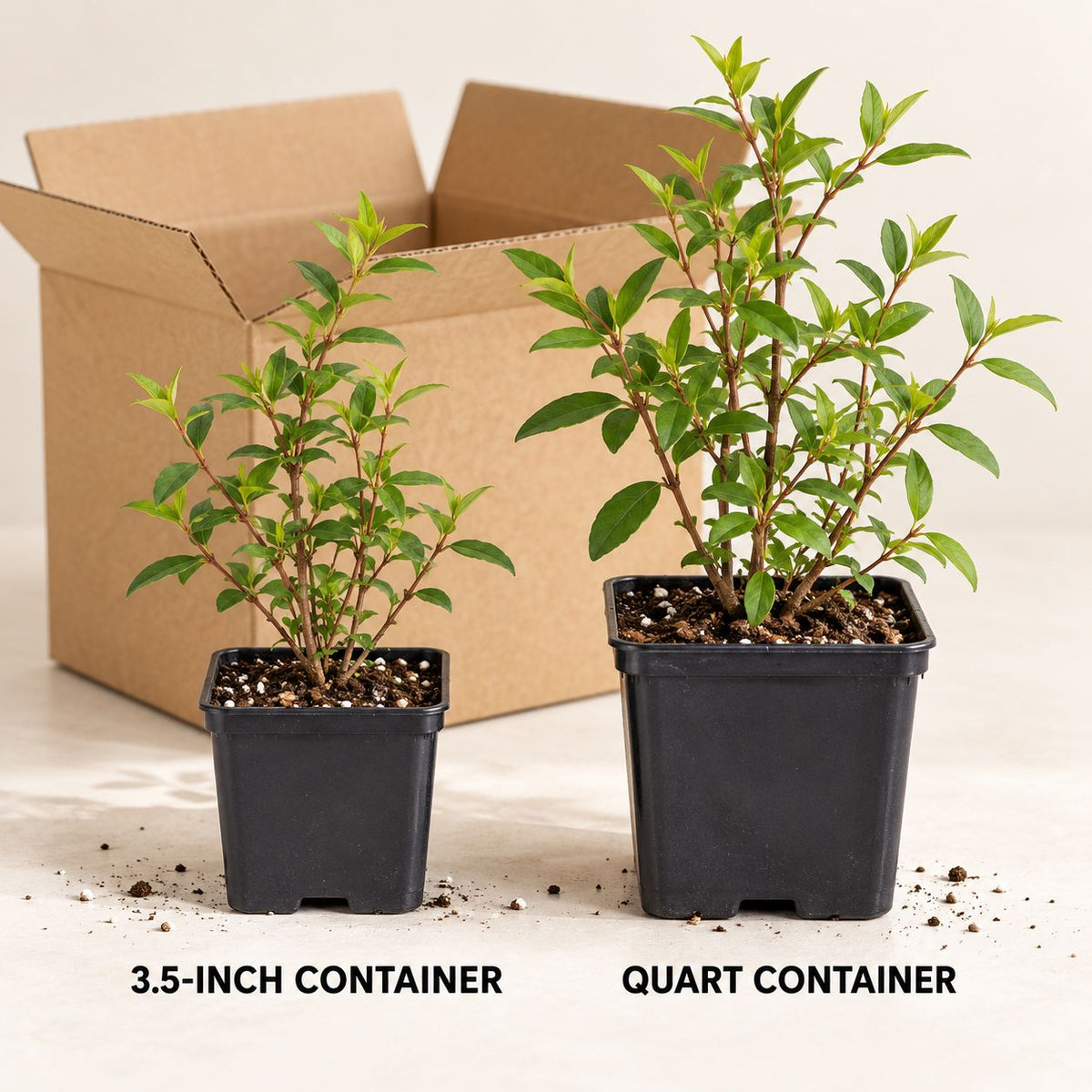 1. What Customer Receives: Young Winter Honeysuckle plants in labeled square 3.5-inch and quart nursery containers beside open shipping boxes.
