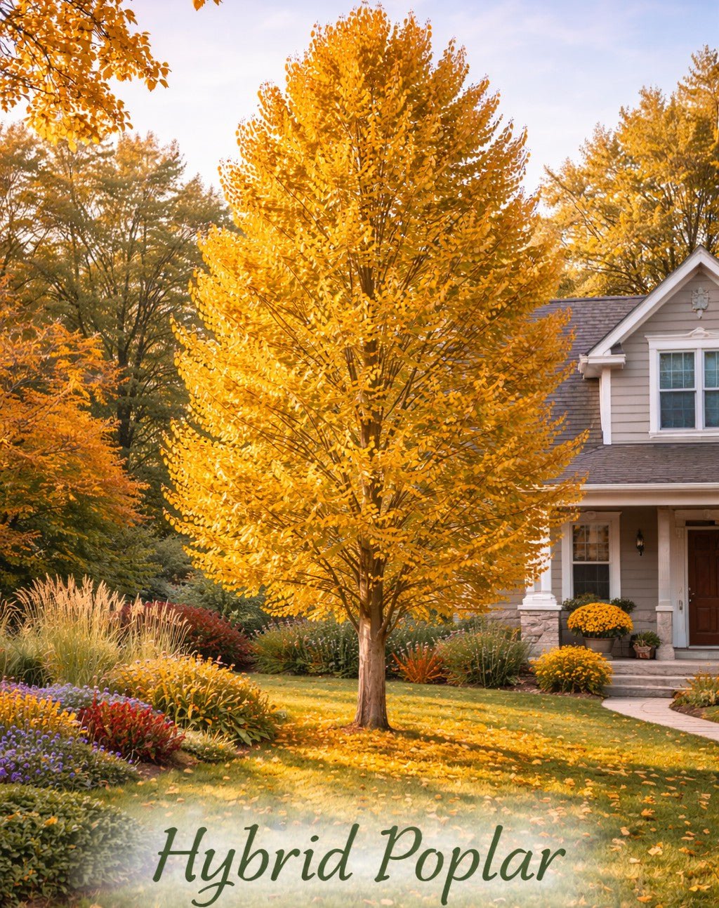 Hybrid Poplar Trees