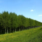 Hybrid Poplar Living Fence and Natural Screens