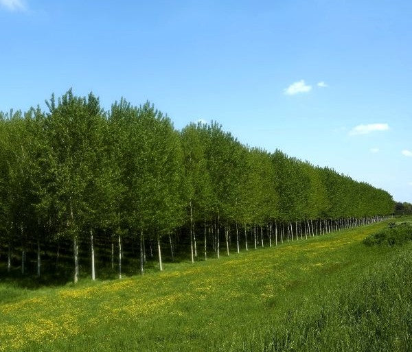 Hybrid Poplar Living Fence and Natural Screens