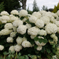 Incrediball Storm Proof Hydrangea with large flower clusters held upright by strong stems