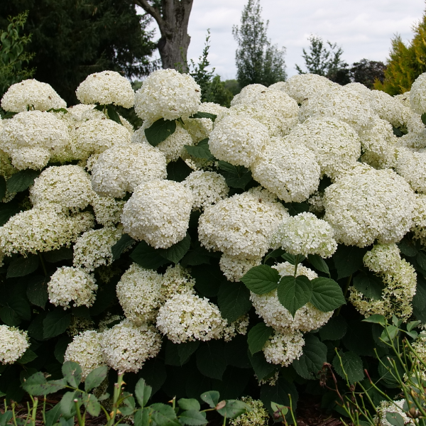 Incrediball Storm Proof Hydrangea with large flower clusters held upright by strong stems