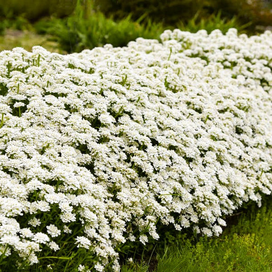 Iberis Alexander s White Candytuf