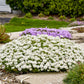 Alexander's White Candytuft planted along a walkway, showcasing its dense mat of foliage and flowers