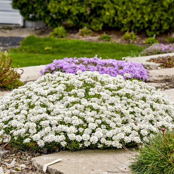 Alexander's White Candytuft planted along a walkway, showcasing its dense mat of foliage and flowers