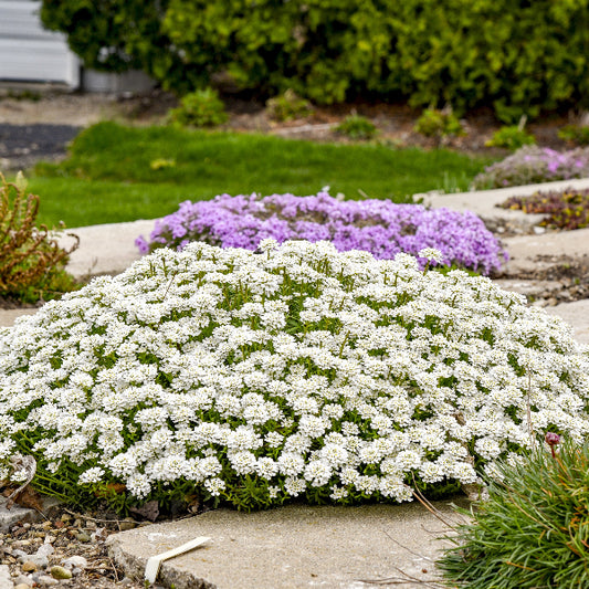 Alexander's White Candytuft planted along a walkway, showcasing its dense mat of foliage and flowers