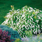 Little Henry® Itea Sweetspire with white fragrant flowers in full bloom