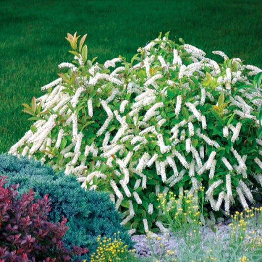 Little Henry® Itea Sweetspire with white fragrant flowers in full bloom