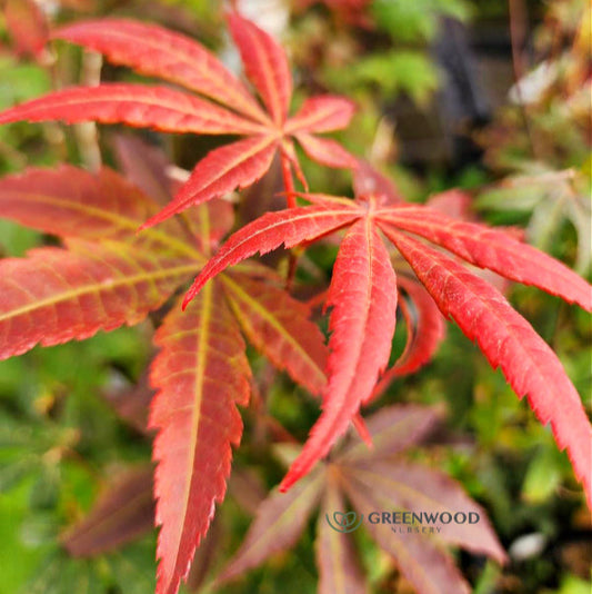 Close-up of Japanese Red Maple’s scarlet red leaves in fall.