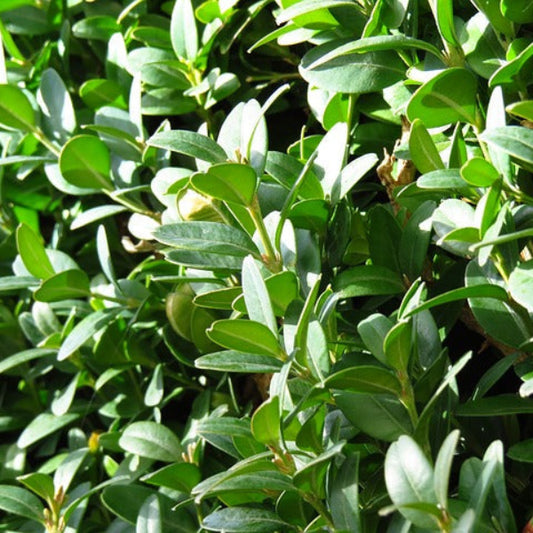 "Evergreen foliage of Boxwood Wintergreen holding its color in winter"