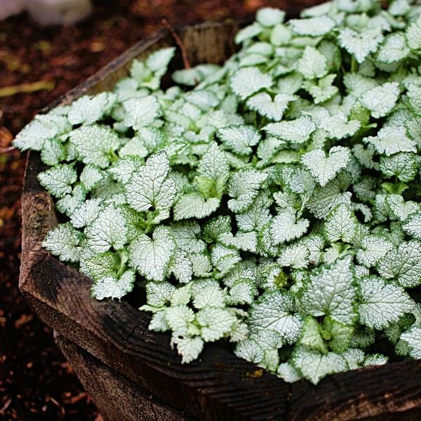 Buy Lamium Red Nancy | Shade Groundcover Plant – Greenwood Nursery