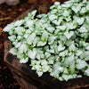 Lamium ‘Red Nancy’ with silver‑green variegated foliage and bright fuchsia‑pink spring blooms forming a dense evergreen groundcover in shade.