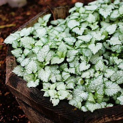 Lamium ‘Red Nancy’ with silver‑green variegated foliage and bright fuchsia‑pink spring blooms forming a dense evergreen groundcover in shade.