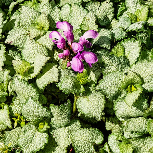 Evergreen Ground Cover Lamium for Shaded Woodland Gardens"