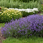 Munstead Lavender adding charm and fragrance to a sunny garden area.