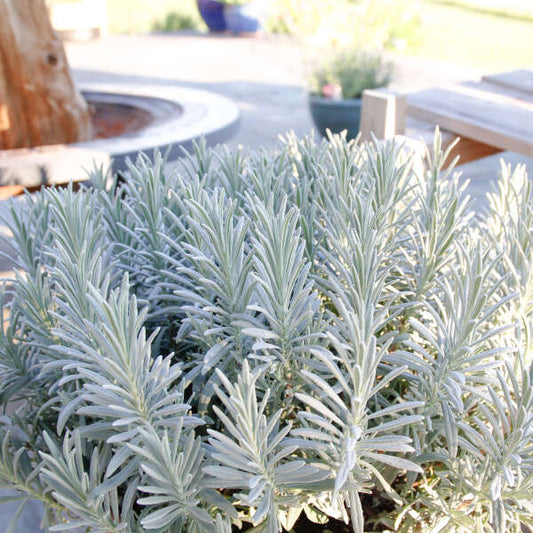 Sensational Lavender adding aesthetic appeal and fragrance to a garden bed