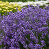 Munstead Lavender with narrow, gray-green leaves and fragrant flowers