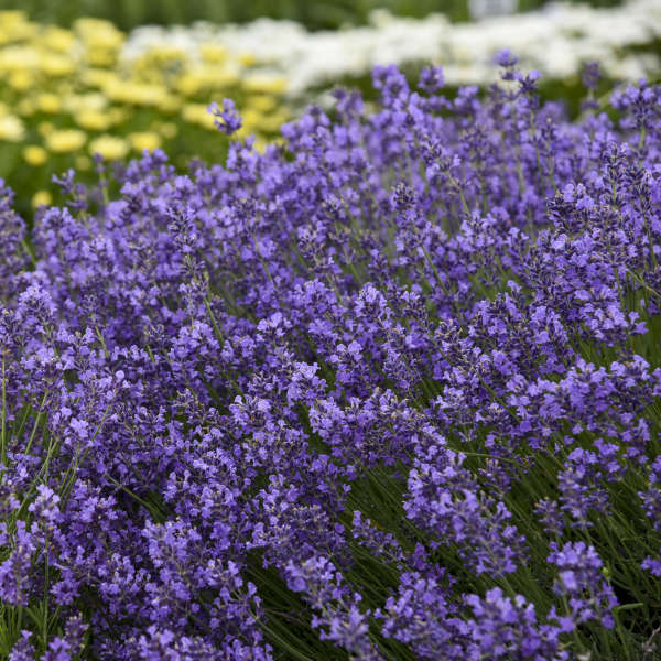 Munstead Lavender with narrow, gray-green leaves and fragrant flowers