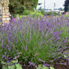Phenomenal Lavender adding structure and fragrance to a garden