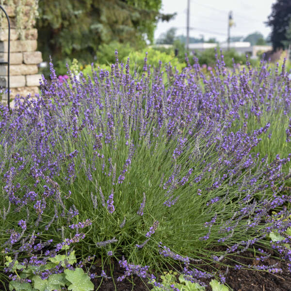 Phenomenal Lavender adding structure and fragrance to a garden