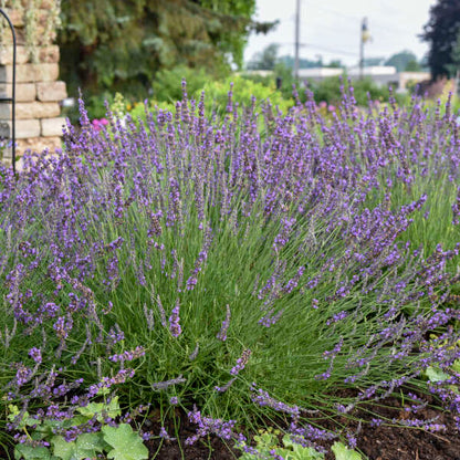 Phenomenal Lavender adding structure and fragrance to a garden