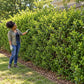 Lifestyle/Hero: Mature Ligustrum Ibolium North Privet forming a dense, naturally irregular privacy hedge as a gardener inspects the foliage.