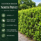 Quick Facts: Ligustrum Ibolium North Privet quick facts showing zones 4–7, sun to partial shade, 8–12-foot height, fast growth, and deciduous foliage.