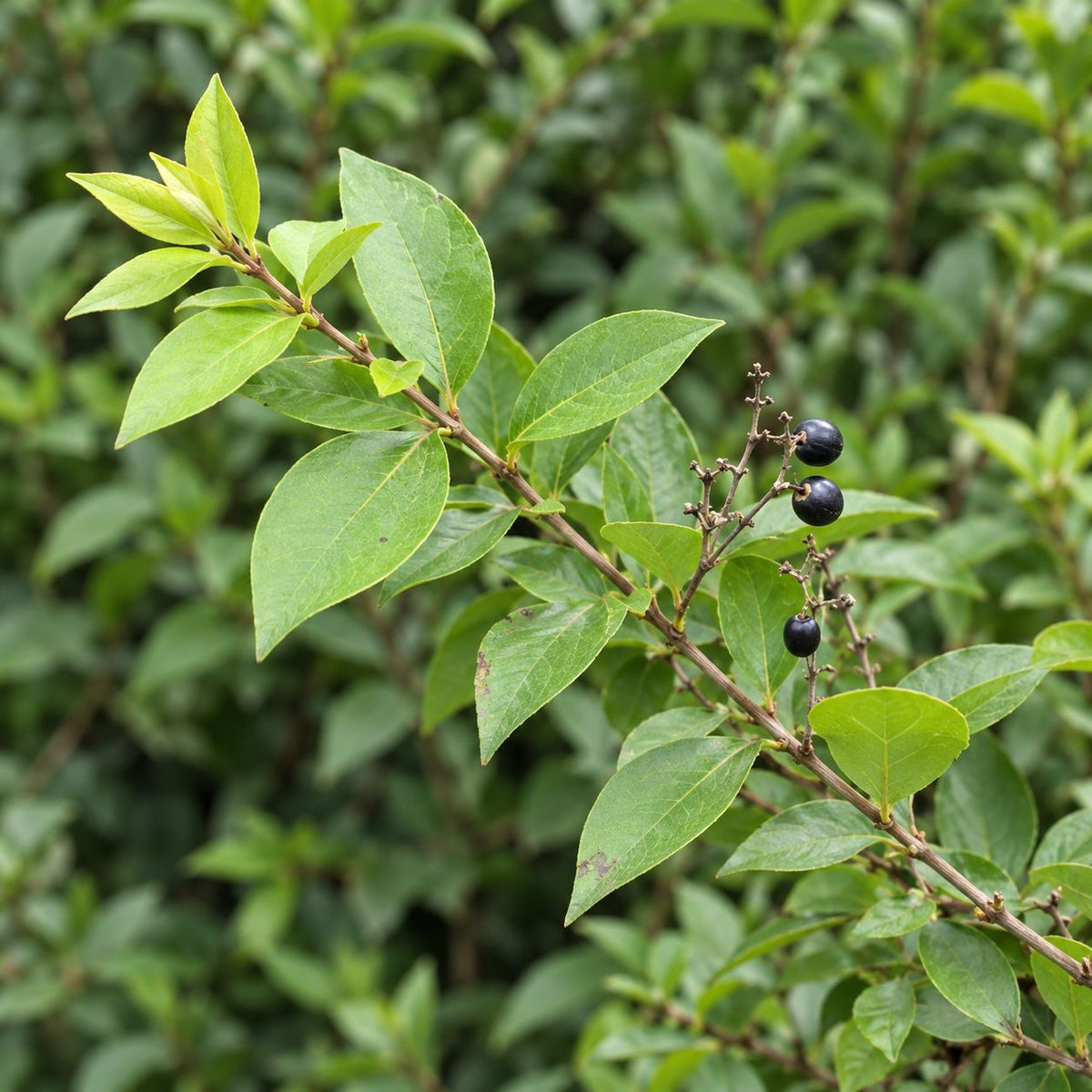 Botanical Detail: Ligustrum Ibolium branch with broad pointed green leaves, pale new growth, and several sparse blue-black berries.