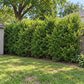Landscape/Use: Established Ligustrum Ibolium shrubs forming a tall, naturally uneven privacy screen along a backyard property line.
