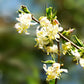 Close-up of white flowers on a branch Lonicera fragrantissim close up of branches in bloom white flowers DT original with a blurred green background