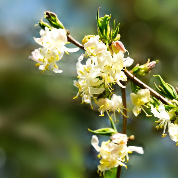 Close-up of white flowers on a branch Lonicera fragrantissim close up of branches in bloom white flowers DT original with a blurred green background