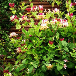 Fast-Growing Lonicera fragrantissima for Hedges and Wildlife Gardens